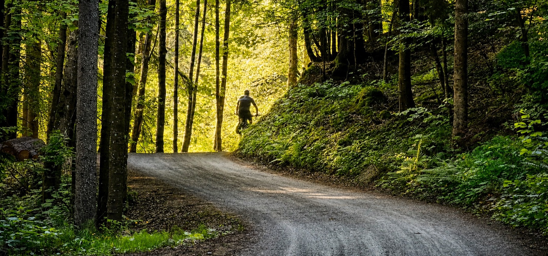 Empty gravel road through spruce forest on the Jelovica plateau