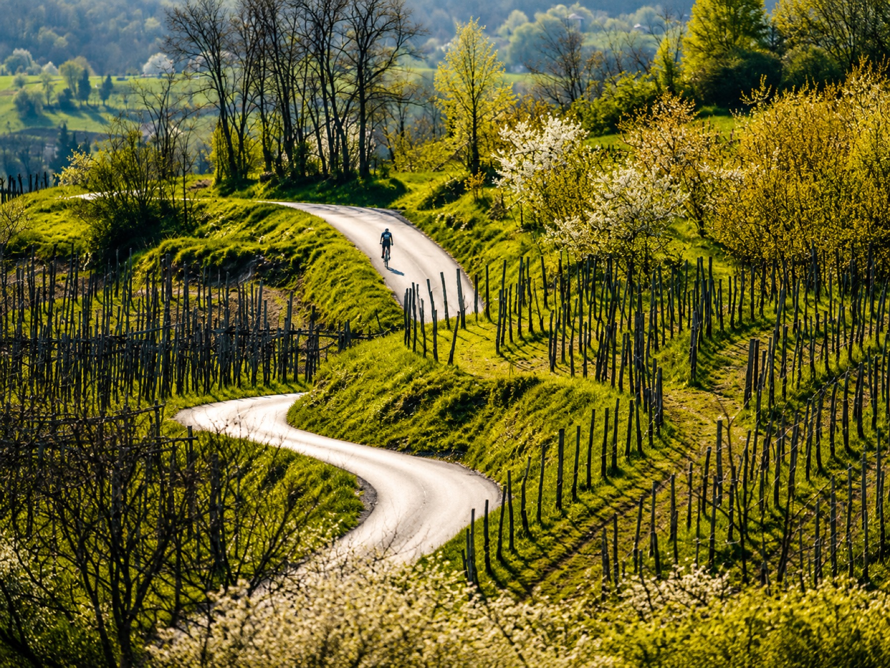 Gravel farm track between vine rows in the Vipava valley